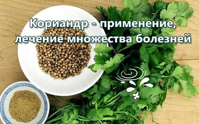Оптимальний графік поливу коріандру: як часто та чим поливати рослину?