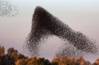 Що таке косяк птахів та як правильно називають перелітні зграї