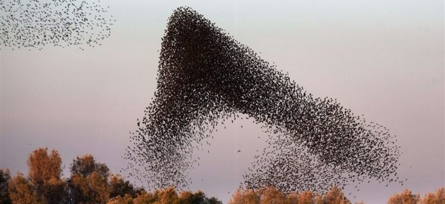 Що таке косяк птахів та як правильно називають перелітні зграї