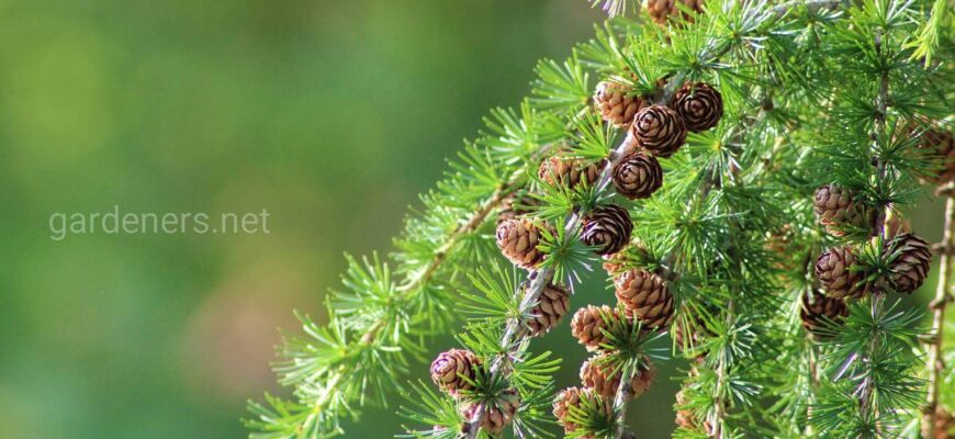 Відмінності між модринами сибірською та європейською: характеристики і вибір