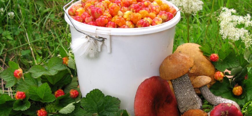 Оптимальні місця в Білорусі для збору грибів: детальний гід 2023