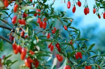 Чи можна їсти свіжі ягоди годжі: користь і протипоказання