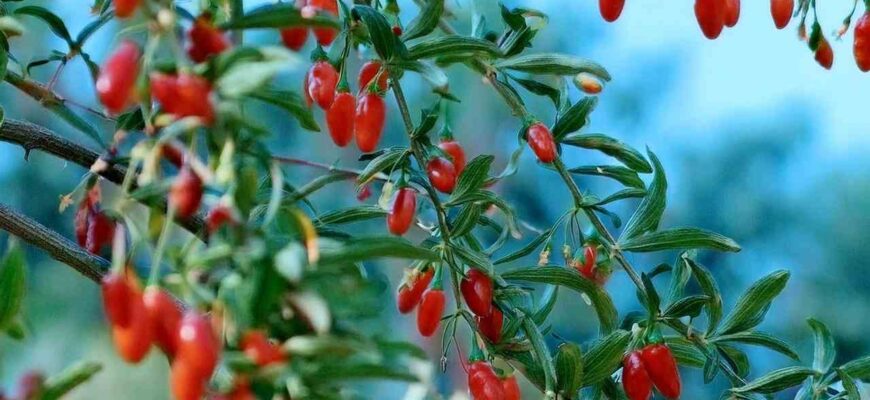 Чи можна їсти свіжі ягоди годжі: користь і протипоказання