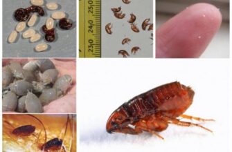 Що робити, якщо в домі з’явилися блохи: поради та методи боротьби