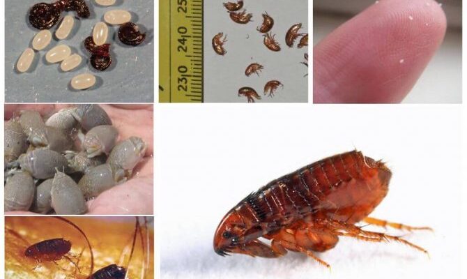 Що робити, якщо в домі з’явилися блохи: поради та методи боротьби