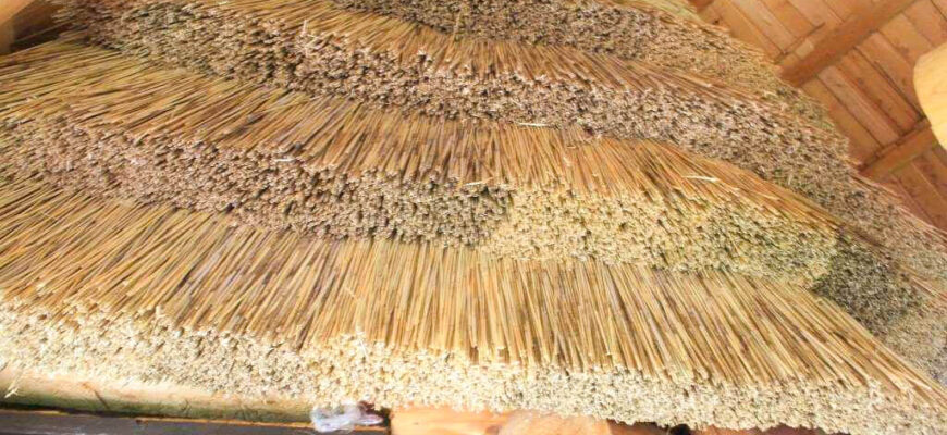 Що можна виготовити з очерету: застосування та корисні властивості