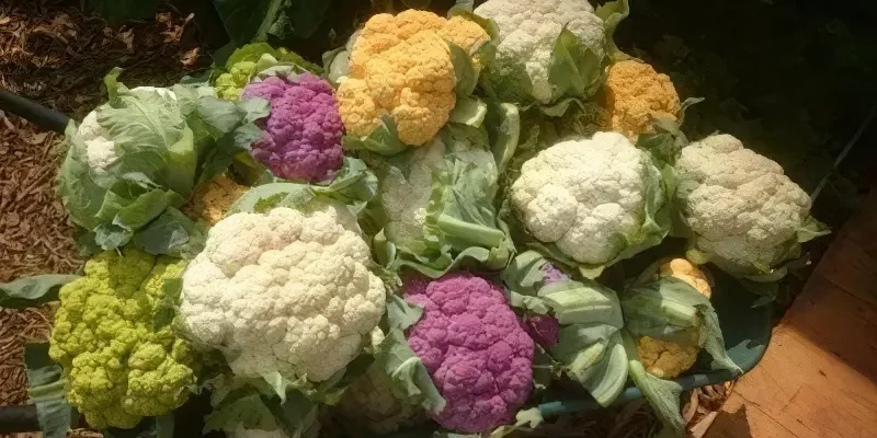 Оптимальне підживлення для першого разу цвітної капусти: поради та секрети