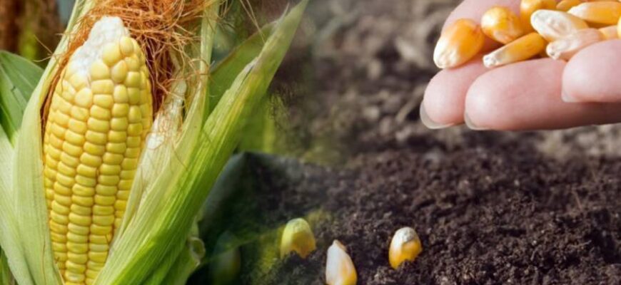 Як правильно та ефективно сіяти насіння кукурудзи: повний гайд
