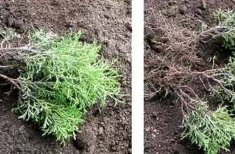 Скільки часу потрібно для успішного вкорінення саджанців ялівцю?