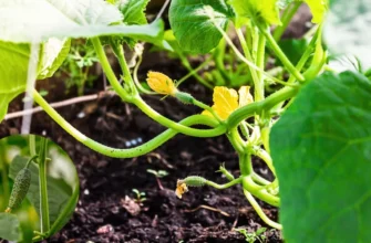 Ефективні способи порятунку огірків після заморозків: поради експертів