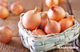 Як зберігати цибулю: поради для уникнення гниття і довгого зберігання