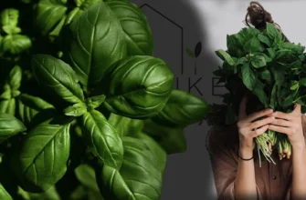 Як дрібно та якісно нарізати базилік: покроковий гайд для кухаря