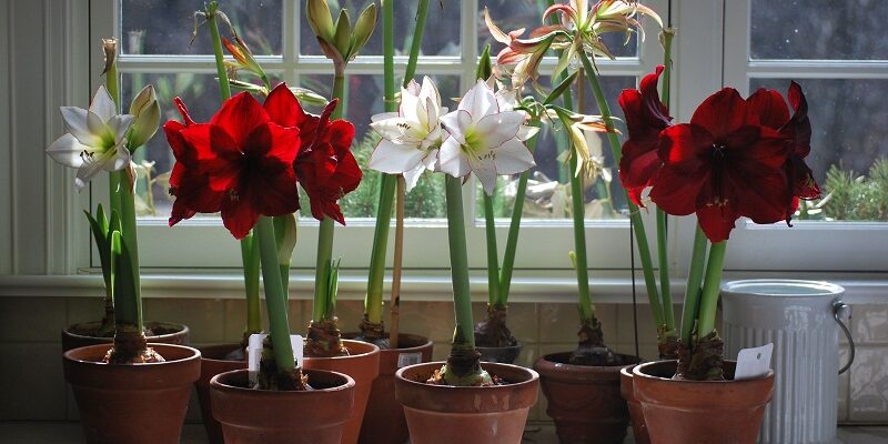 Чому Амариліси не цвітуть: Дієві поради для рясного цвітіння