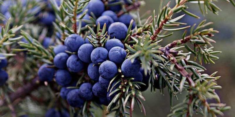 Переваги та ризики вживання ягід ялівцю: що потрібно знати