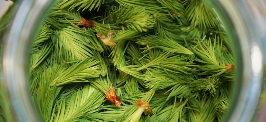 Для чого і як правильно збирати ялинові бруньки: корисні властивості