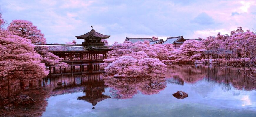 Види сакури в Японії: який обрати для незабутнього цвітіння?