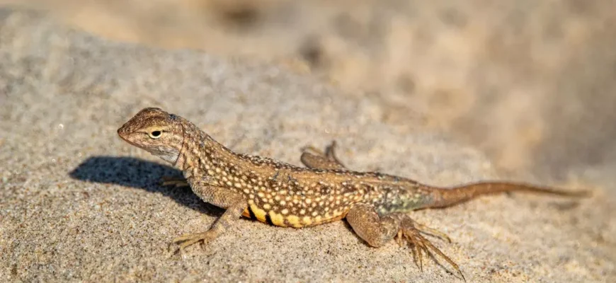 Що споживають ящірки з трави: раціон та харчові звички плазунів