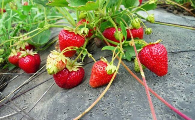 Обрізка вусів у ремонтантної полуниці: чи це необхідно для урожаю?