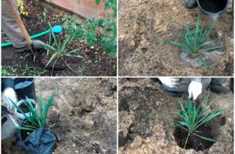 Оптимальний час для пересадки юки навесні: рекомендації та поради