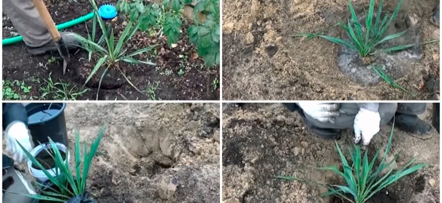 Оптимальний час для пересадки юки навесні: рекомендації та поради