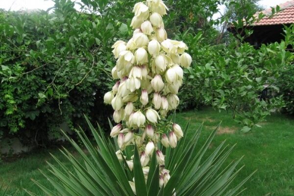 Скільки років потрібно юці для досягнення зрілості: повний огляд