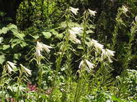 Як правильно перекласти ім’я Ліля російською мовою: поради та варіанти