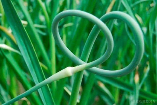 Коли і навіщо видаляти стрілки у часнику: поради для садівників