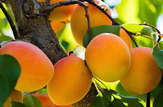 Причини та симптоми захворювань абрикосів: як захистити врожай