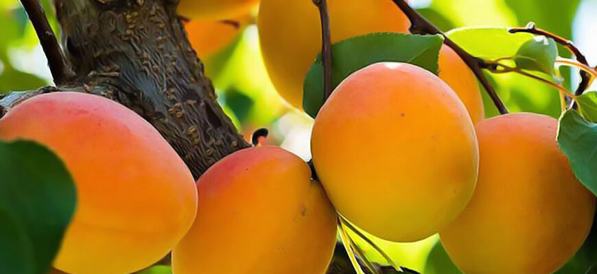 Причини та симптоми захворювань абрикосів: як захистити врожай