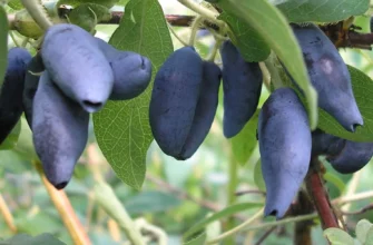 Коли і як збирати урожай жимолості: оптимальні терміни та поради