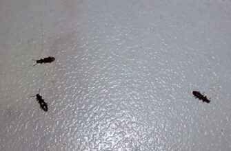 Ефективні способи позбутися жучків у борошні та крупах назавжди