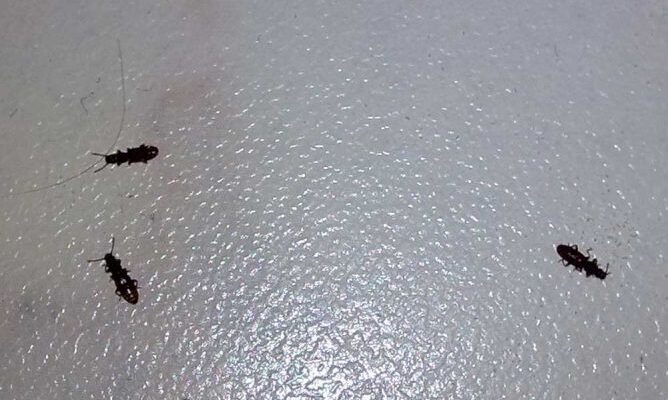 Ефективні способи позбутися жучків у борошні та крупах назавжди