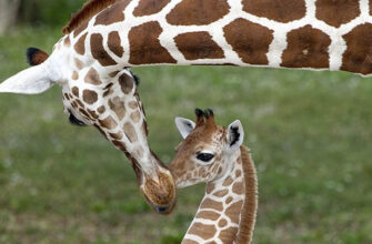 Як правильно називають дитинчат жирафа: цікаві факти та назви