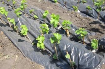 Оптимальні матеріали для мульчування ґрунту під виноградом: що обрати?