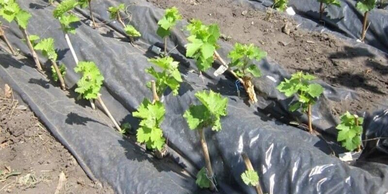 Оптимальні матеріали для мульчування ґрунту під виноградом: що обрати?