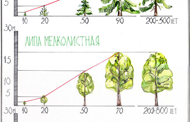 Види озеленення: які існують та як обрати ідеальне для вашого двору