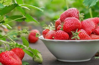 Як часто слід оновлювати ремонтантну полуницю для кращої врожайності?