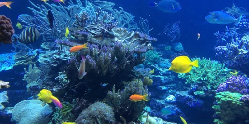 Тварини Тихого океану: детальний опис мешканців океанських глибин