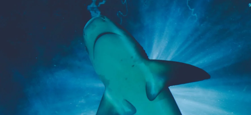 30 цікавих фактів про акул: незвичайні відкриття і секрети океану