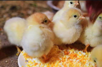 До чого сняться маленькі курчата: розгорнуте тлумачення сновидіння