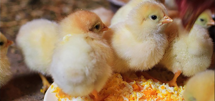 До чого сняться маленькі курчата: розгорнуте тлумачення сновидіння