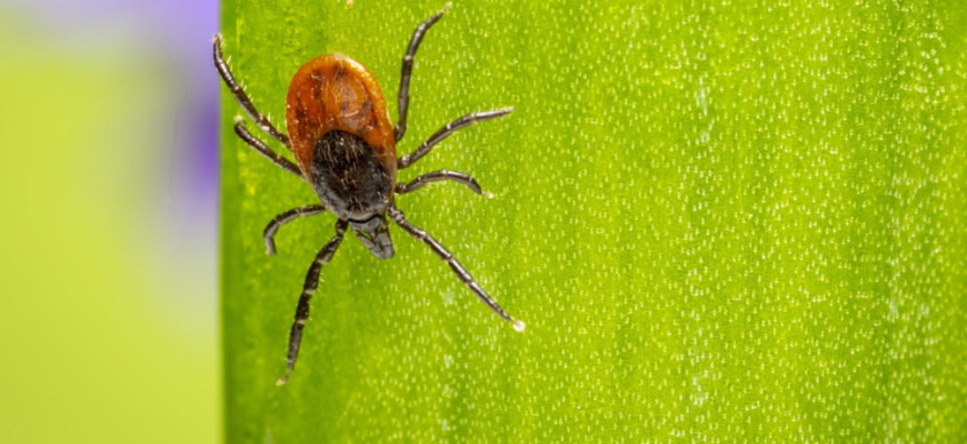 До чого сняться кліщі: детальне тлумачення для жінок і чоловіків