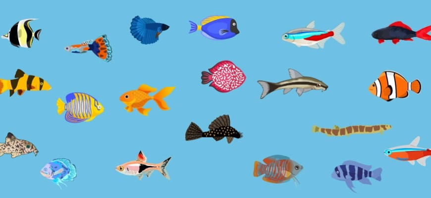 Енциклопедія морських риб: назви, детальний опис та якісні фото