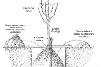 Оптимальні умови ґрунту для успішної посадки та вирощування хурми