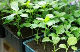 Оптимальний підхід: підживлення розсади перцю золою – можливо чи ні?