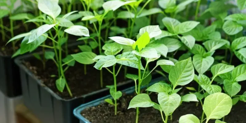 Оптимальний підхід: підживлення розсади перцю золою – можливо чи ні?