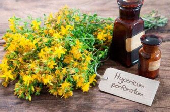 Правильне заварювання та вживання звіробою: поради та рекомендації