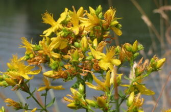 Коли небезпечно використовувати звіробій: протипоказання та поради