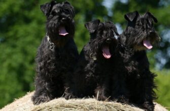 Чи можливо утримувати собаку, якщо у вас алергія: поради та рекомендації