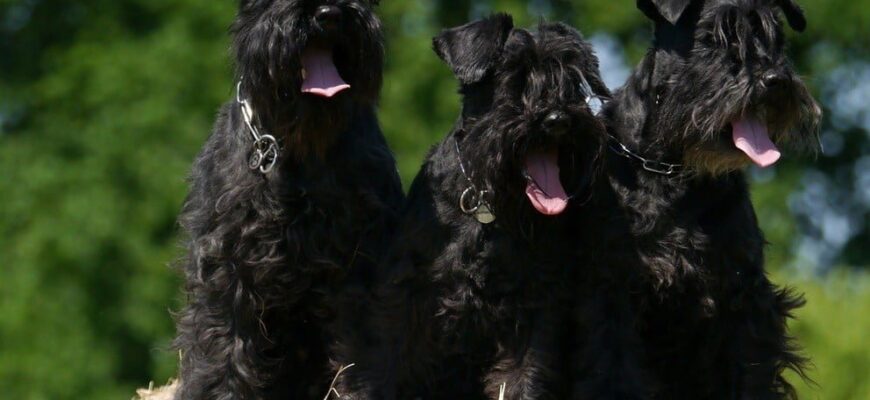 Чи можливо утримувати собаку, якщо у вас алергія: поради та рекомендації